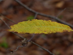 Forêt de Meudon